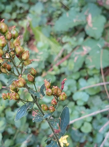 TŘEZALKA TEČKOVANÁ (Hypericum perforatum) – ZRAJÍCÍ PLODENSTVÍ – FOTO: Marta Knauerová, 2022