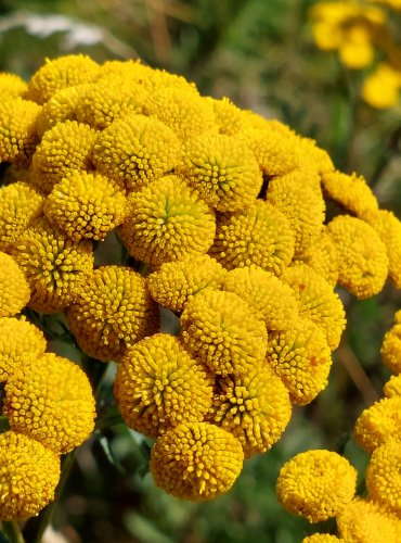 VRATIČ OBECNÝ (Tanacetum vulgare) FOTO: Marta Knauerová, 2022  