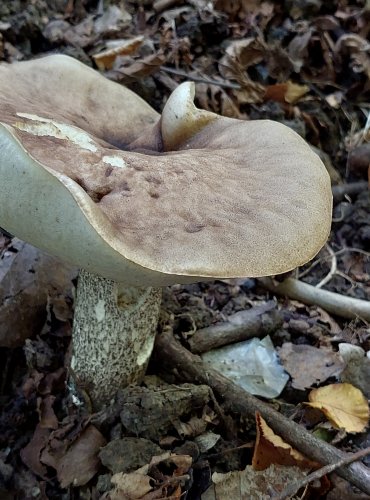 KOZÁK TOPOLOVÝ (Leccinum duriusculum) FOTO: Marta Knauerová, 2022