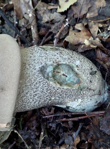 KOZÁK TOPOLOVÝ (Leccinum duriusculum) FOTO: Marta Knauerová, 2022