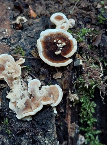 OUTKOVKA PESTRÁ (Trametes versicolor) FOTO: Marta Knauerová, 2022