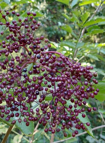 BEZ ČERNÝ (Sambucus nigra) – ZRAJÍCÍ PLODENSTVÍ – FOTO: Marta Knauerová, 2022