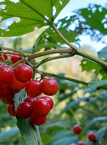 KALINA OBECNÁ (Viburnum opulus) – ZRAJÍCÍ PLODY – FOTO: Marta Knauerová, 2022