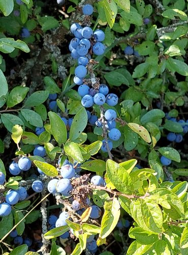 TRNKA OBECNÁ (Prunus spinoza) – ZRALÉ PLODY – FOTO: Marta Knauerová, 2022