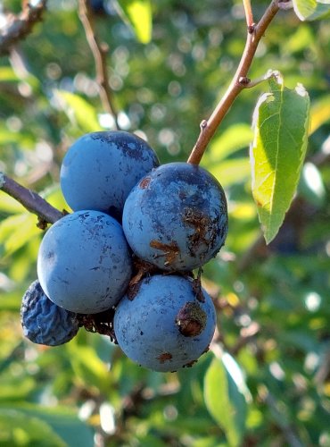 TRNKA OBECNÁ (Prunus spinoza) – ZRALÉ PLODY – FOTO: Marta Knauerová, 2022