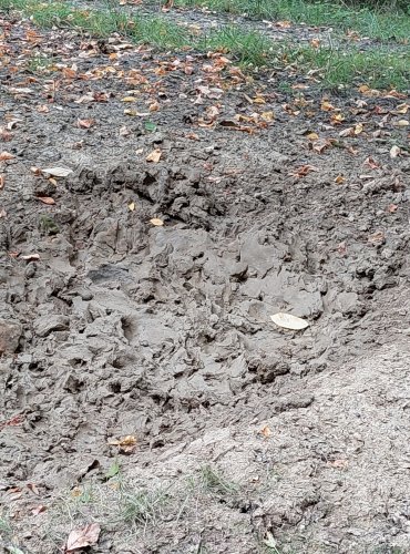 KALIŠTĚ DIVOKÝCH PRASAT – FOTO: Marta Knauerová, 2022