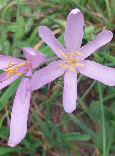 OCÚN JESENNÍ (Colchicum autumnale) FOTO: Marta Knauerová, 2022