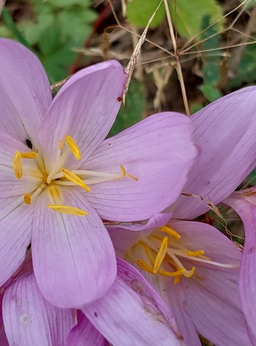 OCÚN JESENNÍ (Colchicum autumnale) FOTO: Marta Knauerová, 2022