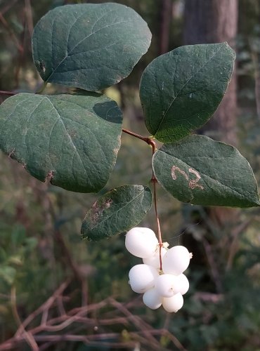 PÁMELNÍK BÍLÝ (Symphoricarpos albus) ZRAJÍCÍ PLODY – FOTO: Marta Knauerová, 2022