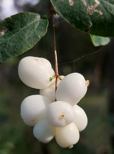 PÁMELNÍK BÍLÝ (Symphoricarpos albus) ZRAJÍCÍ PLODY – FOTO: Marta Knauerová, 2022