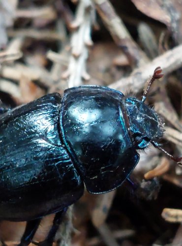 CHROBÁK LESNÍ (Anoplotrupes stercorosus) FOTO: Marta Knauerová, 2022