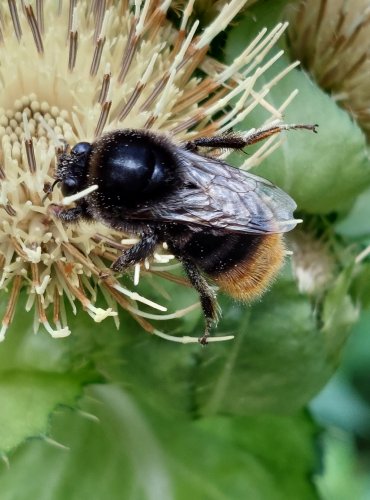 ČMELÁK bez bližšího určení (Bombus spp.) FOTO: Marta Knauerová,8/2023