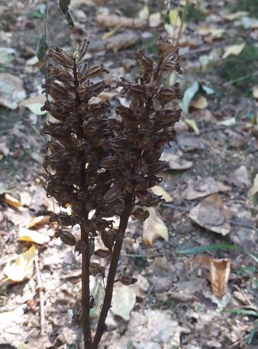 HLÍSTNÍK HNÍZDÁK (Neottia nidus-avis) ZRALÉ PLODENSTVÍ, chráněn v kategorii C4a – vzácnější druh, FOTO: Marta Knauerová, 8/2023
