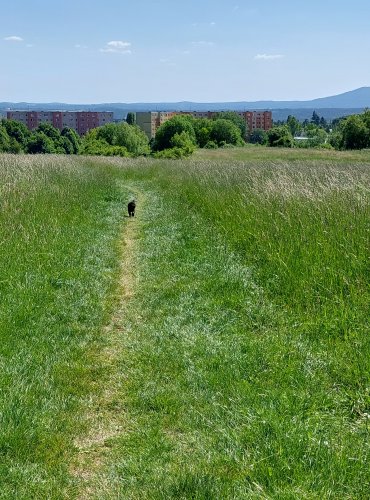 LOUKY POD ŠPIČÁKEM, FOTO: Marta Knauerová, 8/2023