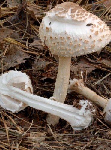 BEDLA KONRADOVA – Macrolepiota konradii – DRUH O NĚMŽ NEJSOU DOSTATEČNÉ ÚDAJE Z HLEDISKA JEHO OHROŽENÍ (DD) FOTO: Josef Slavíček
