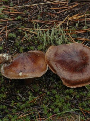 ČIRŮVKA BĚLOHNĚDÁ – Tricholoma albobrunneum – DRUH O NĚMŽ NEJSOU DOSTATEČNÉ ÚDAJE Z HLEDISKA JEHO OHROŽENÍ (DD) FOTO: Josef Slavíček