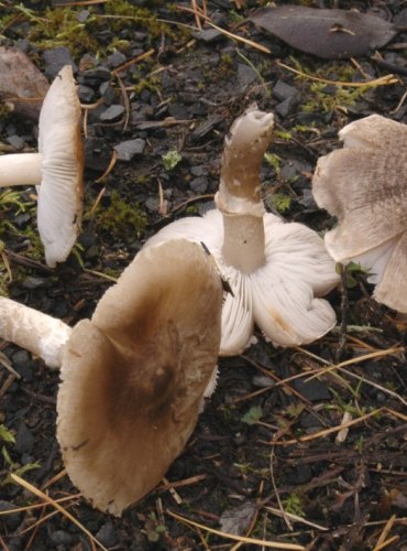 ČIRŮVKA KROUŽKATÁ – Tricholoma cingulatum – TÉMĚŘ OHROŽENÝ DRUH (NT) FOTO: Josef Slavíček