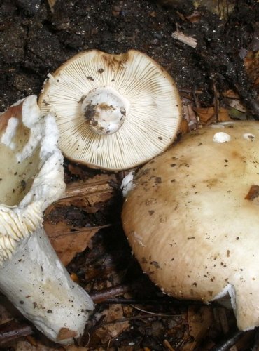 HOLUBINKA MDLÁ – Russula veternosa – DRUH, O NĚMŽ NEJSOU DOSTATEČNÉ ÚDAJE Z HLEDISKA JEHO OHROŽENÍ (DD) FOTO: Josef Slavíček
