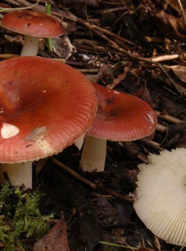 HOLUBINKA MOKŘADNÍ – Russula subrubens – DRUH, O NĚMŽ NEJSOU DOSTATEČNÉ ÚDAJE Z HLEDISKA JEHO OHROŽENÍ (DD) FOTO: Josef Slavíček