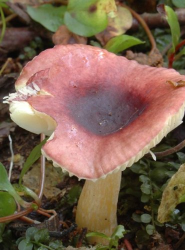 HOLUBINKA DROBNÁ – Russula pumila – TÉMĚŘ OHROŽENÝ DRUH (NT) FOTO: Josef Slavíček

