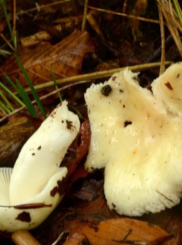 HOLUBINKA RAOULTOVA – Russula raoultii – OHROŽENÝ DRUH (EN) FOTO: Josef Slavíček