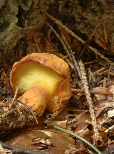 HŘIB DŘEVOŽIJNÝ – Buchwaldoboletus lignicola – OHROŽENÝ DRUH (EN) FOTO: Josef Slavíček


