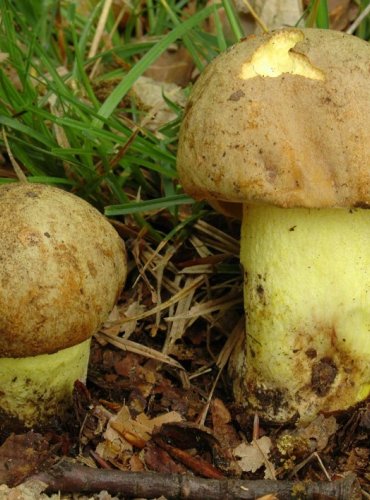 HŘIB PLAVÝ – Boletus impolitus – TÉMĚŘ OHROŽENÝ DRUH (NT) FOTO: Josef Slavíček