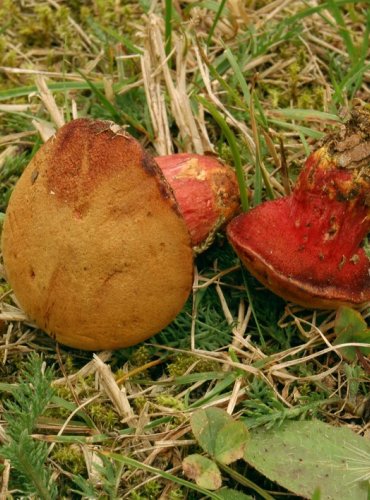 HŘIB RUBÍNOVÝ – Rubinoboletus rubinus – OHROŽENÝ DRUH (EN) FOTO: Josef Slavíček