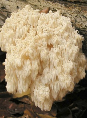 KORÁLOVEC JEDLOVÝ – Hericium flagelum – TÉMĚŘ OHROŽENÝ DRUH (NT) FOTO: Josef Slavíček