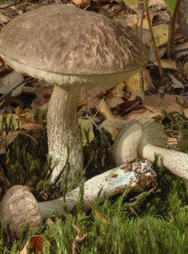 KOZÁK ŠEDOZELENÝ – Leccinum variicolor – TÉMĚŘ OHROŽENÝ DRUH (NT) FOTO: Josef Slavíček