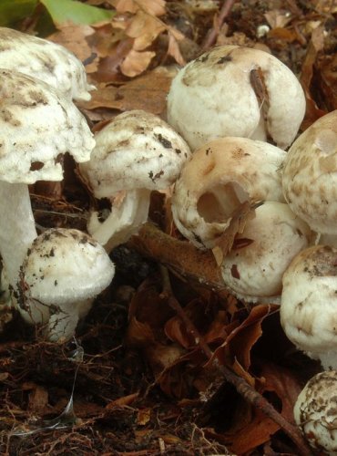 KŘEHUTKA SKVRNITÁ – Psathyrella maculata – DRUH, O NĚMŽ NEJSOU DOSTATEČNÉ ÚDAJE Z HLEDISKA JEHO OHROŽENÍ (DD) FOTO: Josef Slavíček

