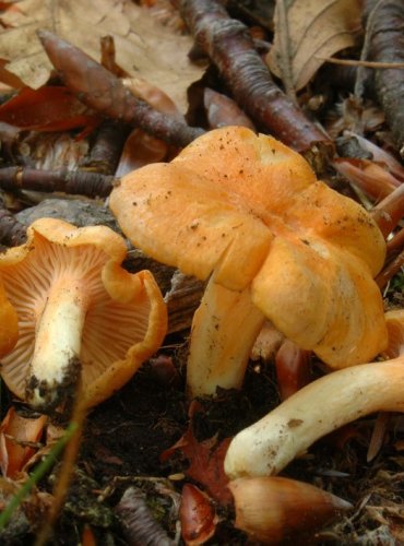 LIŠKA FRIESOVA – Cantharellus friesii – ZRANITELNÝ DRUH (VU) FOTO: Josef Slavíček