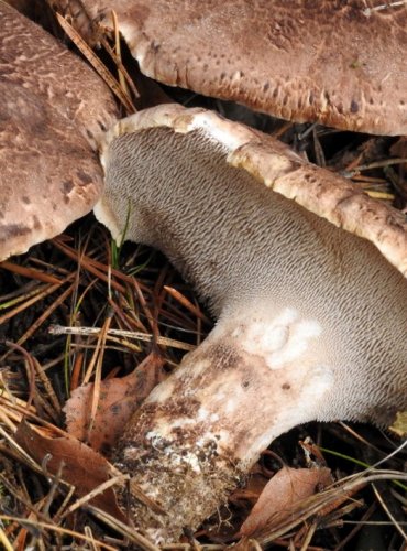 LOŠÁK ŠUPINATÝ – Sarcodon squamosus – ZRANITELNÝ DRUH (VU) FOTO: Josef Slavíček
