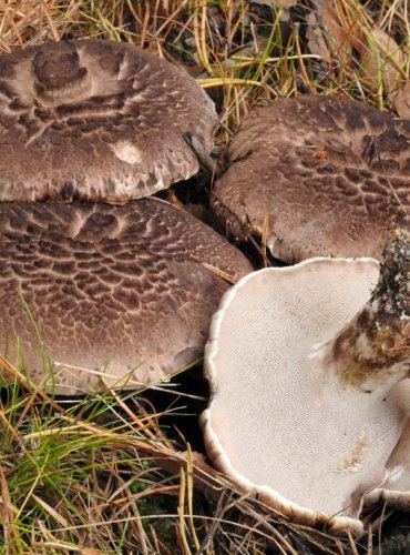 LOŠÁK ŠUPINATÝ – Sarcodon squamosus – ZRANITELNÝ DRUH (VU) FOTO: Josef Slavíček
