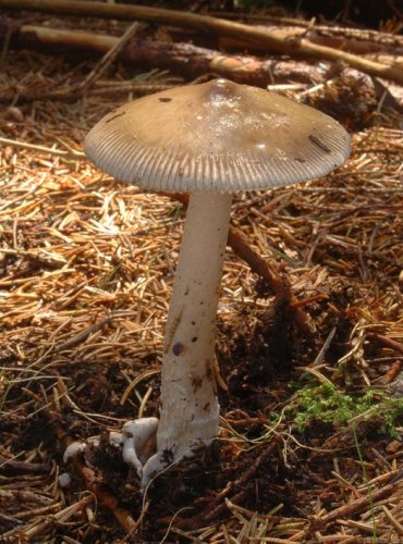 MUCHOMŮRKA ŠEDOPOCHVÁ – Amanita submembranacea – DRUH, O NĚMŽ NEJSOU DOSTATEČNÉ ÚDAJE Z HLEDISKA JEHO OHROŽENÍ (DD) FOTO: Josef Slavíček