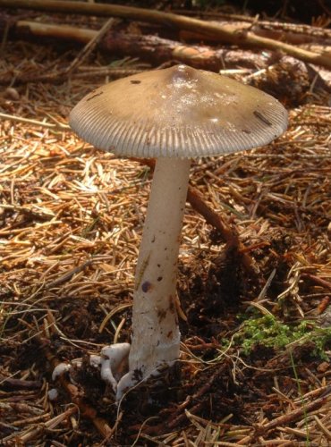 MUCHOMŮRKA ŠEDOPOCHVÁ – Amanita submembranacea – DRUH, O NĚMŽ NEJSOU DOSTATEČNÉ ÚDAJE Z HLEDISKA JEHO OHROŽENÍ (DD) FOTO: Josef Slavíček