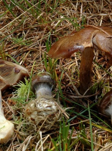 PAVUČINEC DATLOVÝ – Cortinarius scaurus – ZRANITELNÝ DRUH (VU) FOTO: Josef Slavíček