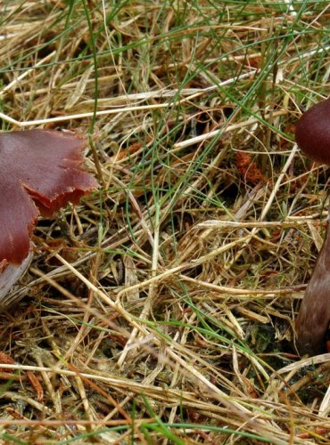 PAVUČINEC BLANKYTNÝ – Cortinarius evernius – ZRANITELNÝ DRUH (VU) FOTO: Josef Slavíček

