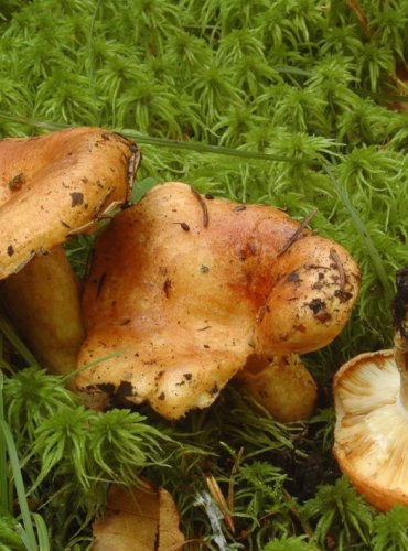 RYZEC BRESADOLŮV – Lactarius zonarioides –  OHROŽENÝ DRUH (EN) FOTO: Josef Slavíček
