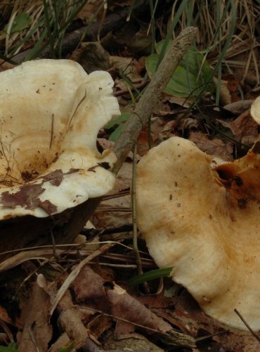 RYZEC JABLEČNÝ – Lactarius evosmus – KRITICKY OHROŽENÝ DRUH (CR) FOTO: Josef Slavíček


