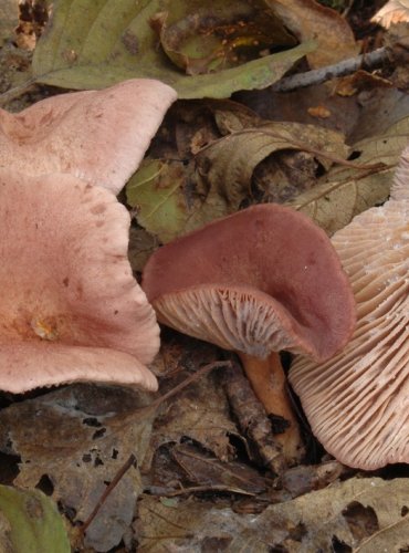 RYZEC LILÁKOVÝ – Lactarius lilacinus – OHROŽENÝ DRUH (EN) FOTO: Josef Slavíček

