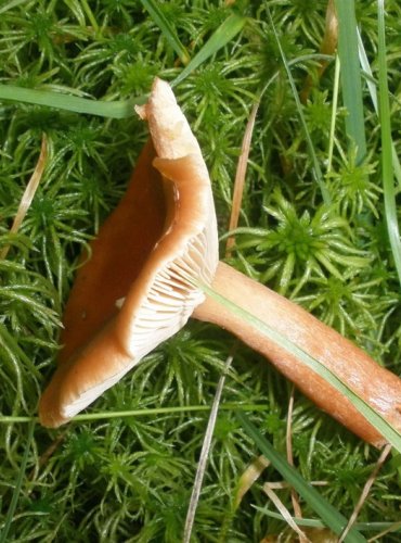 RYZEC RAŠELINÍKOVÝ – Lactarius sphagneti – TÉMĚŘ OHROŽENÝ DRUH (NT) FOTO: Josef Slavíček

