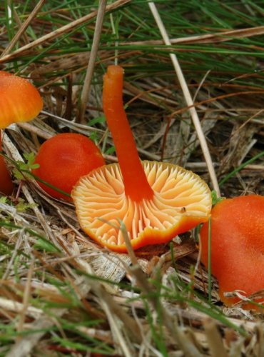 VOSKOVKA LIŠKOVITÁ – Hygrocybe cantharellus – DRUH, O NĚMŽ NEJSOU DOSTATEČNÉ ÚDAJE Z HLEDISKA JEHO OHROŽENÍ (DD) FOTO: Josef Slavíček

