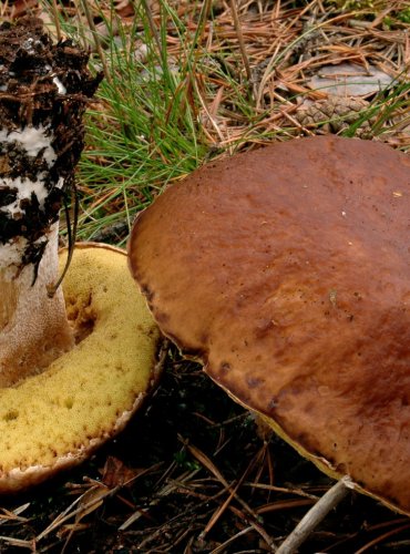 HŘIB BOROVÝ – Boletus pinophilus – ZRANITELNÝ DRUH (VU) FOTO: Josef Slavíček