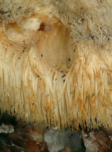 KORÁLOVEC JEŽATÝ – Hericium erinaceus – ZRANITELNÝ DRUH (VU) FOTO: Josef Slavíček