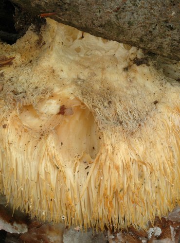 KORÁLOVEC JEŽATÝ – Hericium erinaceus – ZRANITELNÝ DRUH (VU) FOTO: Josef Slavíček