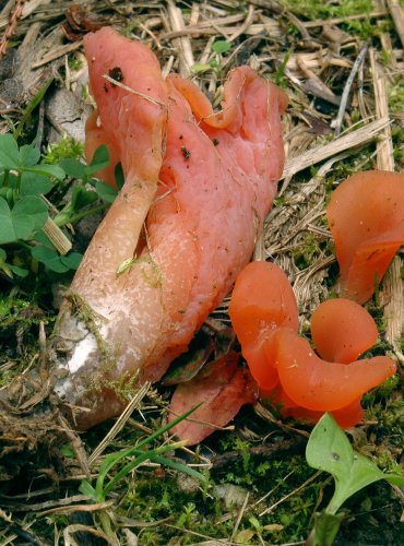 ROSOLOVEC ČERVENÝ – Tremiscus helvelloides – TÉMĚŘ OHROŽENÝ DRUH (NT) FOTO: Josef Slavíček

