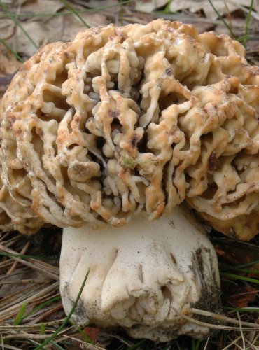 SMRŽ TLUSTONOHÝ – Morchella crassipes – DRUH, O NĚMŽ NEJSOU DOSTATEČNÉ ÚDAJE Z HLEDISKA JEHO OHROŽENÍ (DD) FOTO: Josef Slavíček

