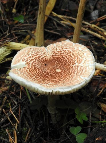 BEDLA NAMASOVĚLÁ – Lepiota subincarnata – DRUH, O NĚMŽ NEJSOU DOSTATEČNÉ ÚDAJE Z HLEDISKA JEHO OHROŽENÍ (DD) FOTO: Josef Slavíček

