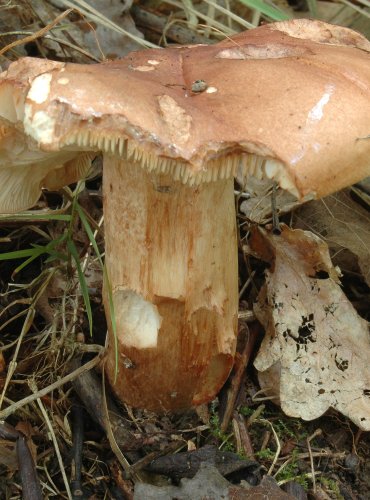 ČIRŮVKA OPÁLENÁ – Tricholoma ustaloides – DRUH O NĚMŽ NEJSOU DOSTATEČNÉ ÚDAJE Z HLEDISKA JEHO OHROŽENÍ (DD) FOTO: Josef Slavíček
